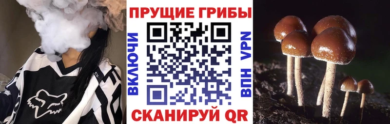 Галлюциногенные грибы мицелий  цены наркотик  Ростов-на-Дону 